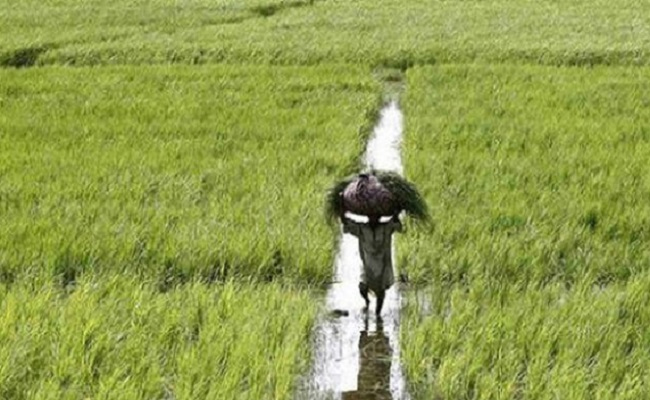 Bihar govt to engage scientists to curb arsenic concentration in leafy, root vegetables