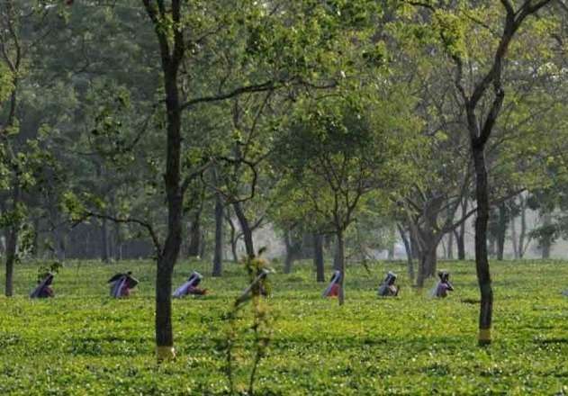More than 50 lakh large farmland trees vanished between 2018 and 2022 in India: Study