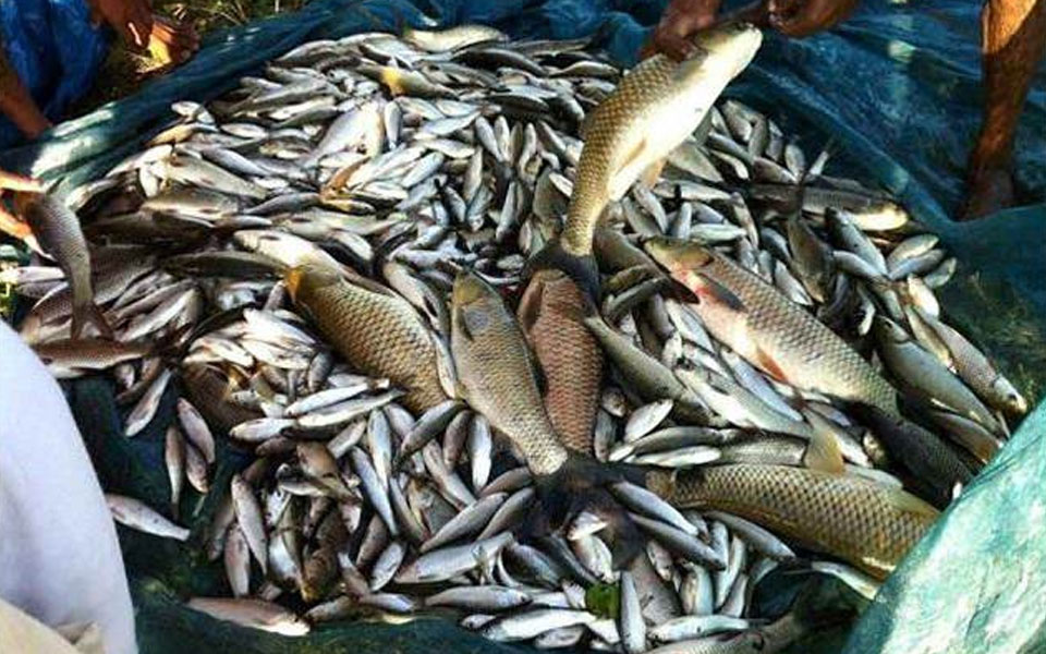 Fish samples in Chennai test positive for formalin