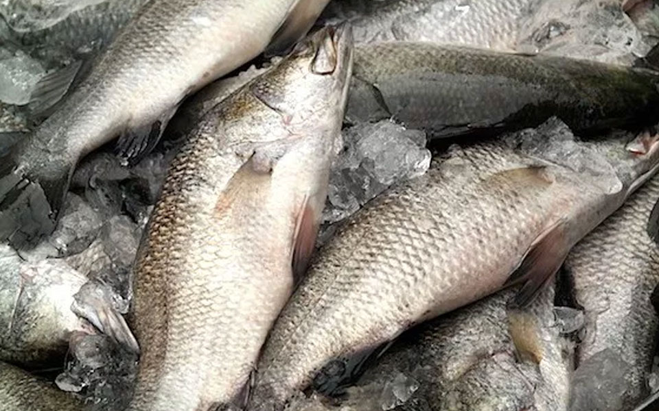 Cancer-causing chemical formalin found in Odisha fish sample