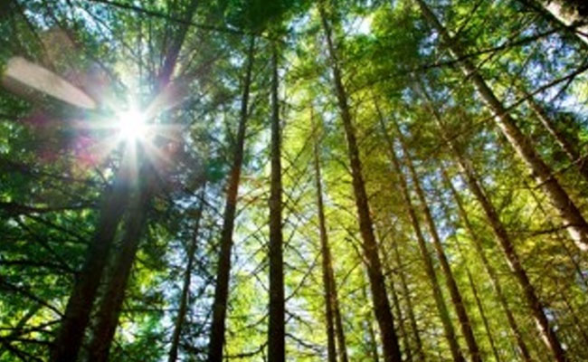 Over 99,000 ha forest land diverted for projects in last five years: Govt