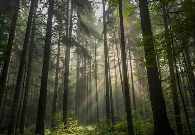 India among top 10 nations with largest forest carbon sinks: FAO report