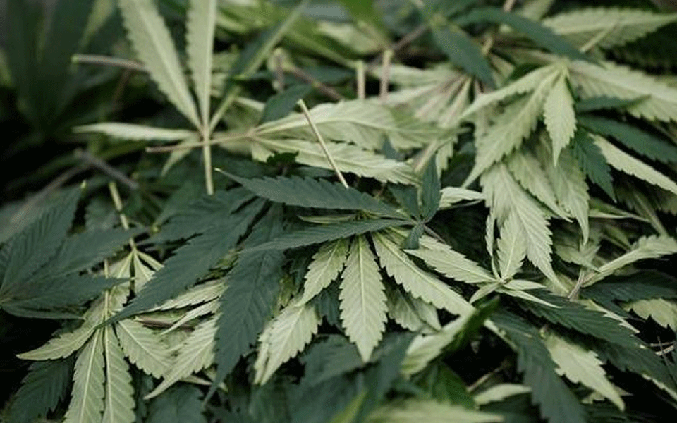 11 kg of 'ganja' seized at Kolkata airport, two arrested