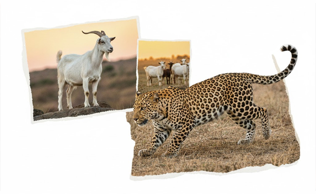 Suggestion to release goats in forest to curb leopard attacks laughable: Ajit Pawar