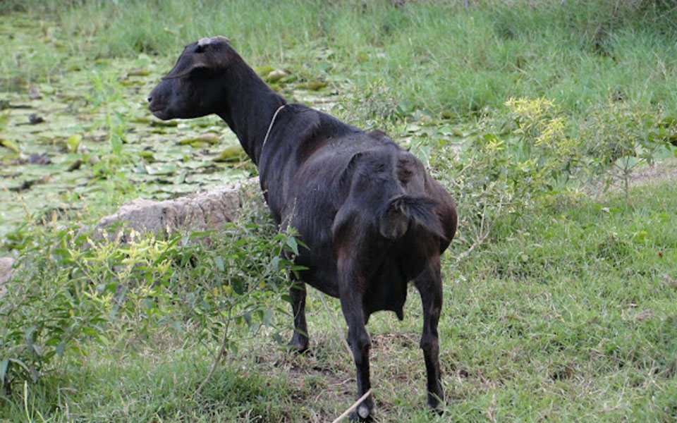 Pregnant goat dies after allegedly being 'gangraped' by 8 men