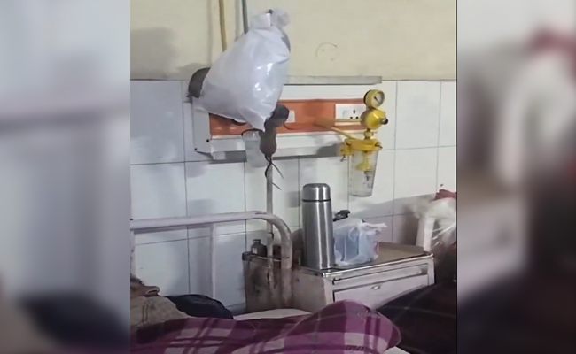 'Protecting those in power': Netizens slam ANI for deleting tweet showing rats in UP hospital