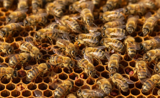 Umpire dies, 15-20 players injured in bee attack during cricket match in Unnao