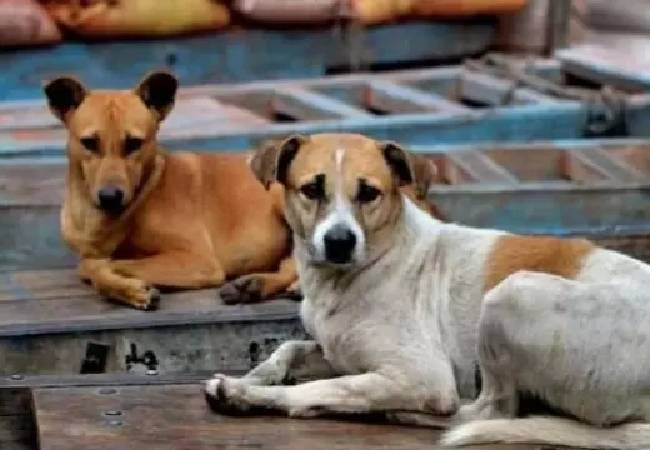 Days after SC order, stray dog mauls 5-year-old boy inside police colony in Delhi's Shakarpur