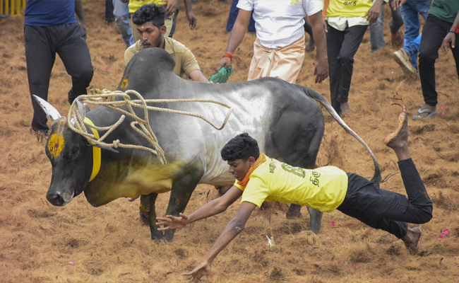 Jallikattu, manjuvirattu events leave seven dead, scores injured in Tamil Nadu