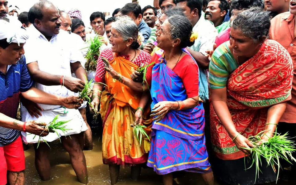 CM Kumaraswamy sows paddy in Mandya