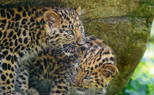 Maharashtra: Female leopard, two cubs die of electrocution, 4 held