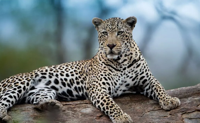 Leopard that killed 8-year-old boy caught after weeks in Thane