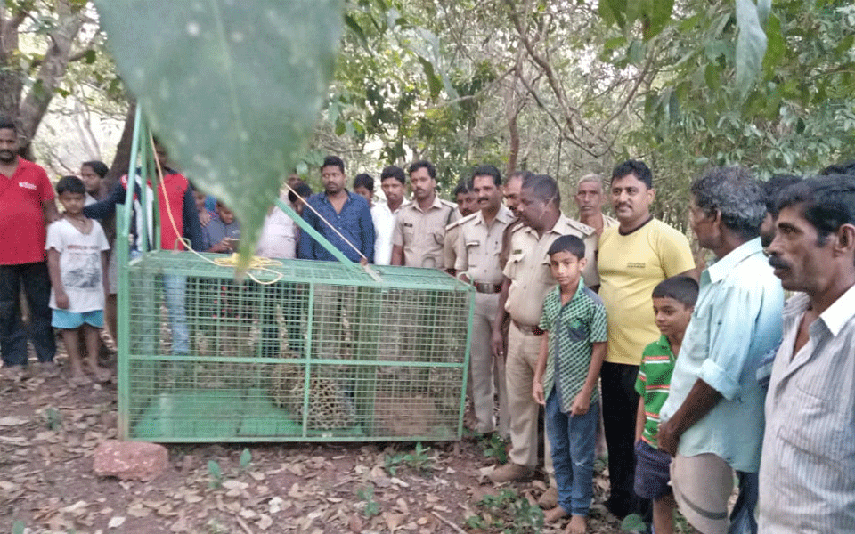 Kundapura: Leopards attacking in group trapped