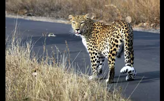 Maharashtra to send 50 leopards to Reliance Foundation's Vantara facility in Gujarat: Sources