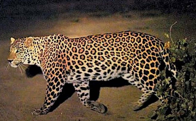 Four-year-old girl killed in leopard attack in UP's Bahraich village