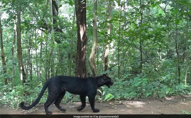 Rare black leopard spotted in Odisha