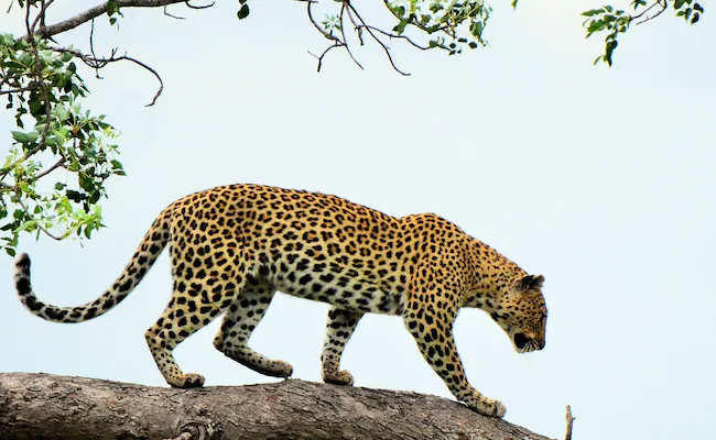 Leopard mauls woman near forest in UP's Maharajganj