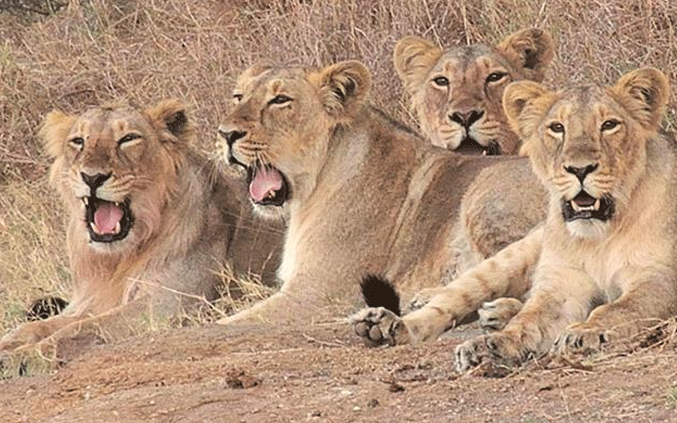 Six of 11 lions in Gir die in infighting: Forest Department