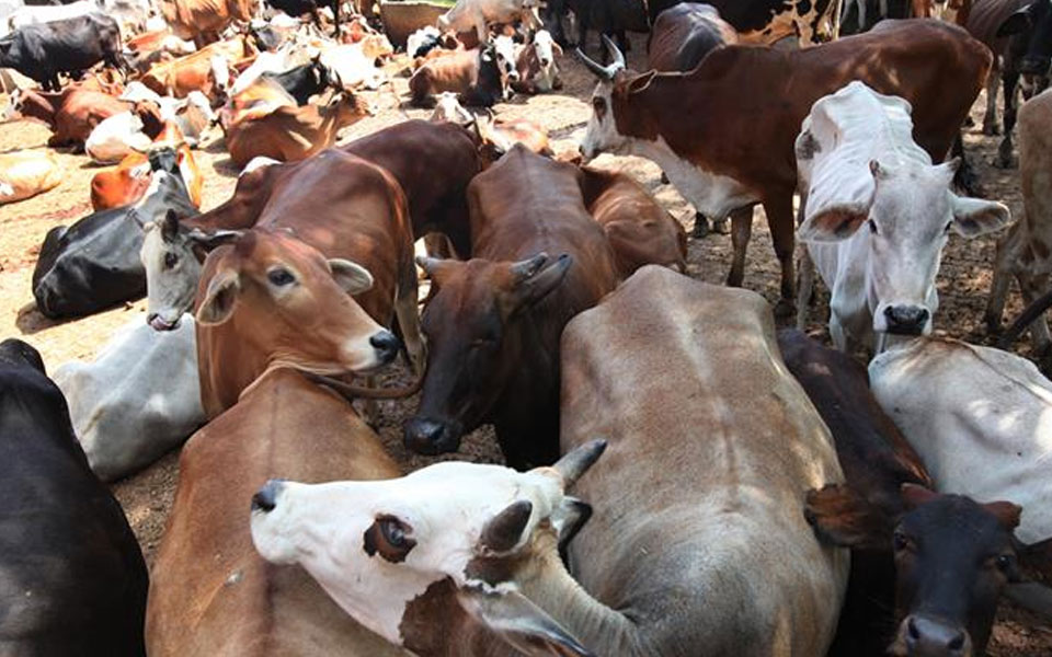 One killed, three injured in Assam as mob attacks ‘cow thieves’