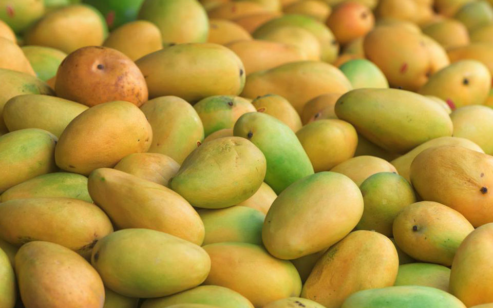 Bengal to export mangoes to Dubai