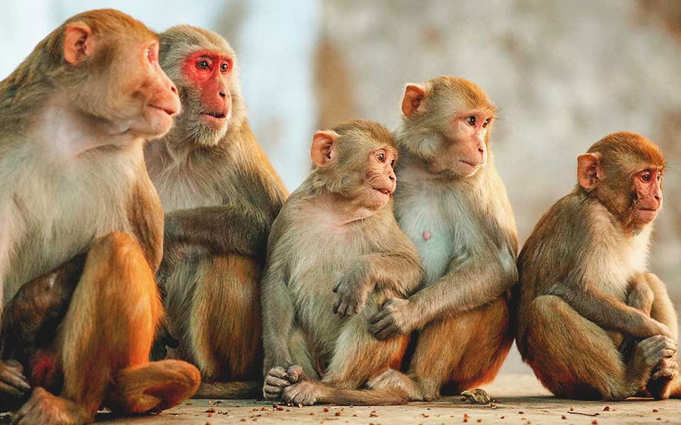 Rights group comes to help of 'tortured' monkeys in Ghaziabad