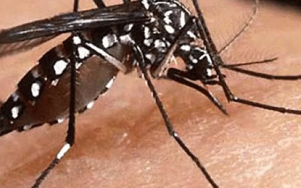 Mumbai: Undertrial gangster brings bottle filled with dead mosquitoes to court, seeks net in jail
