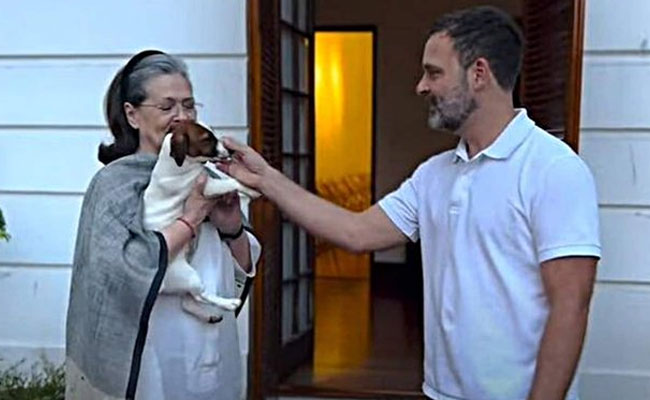 AIMIM leader moves court against Rahul, says pet dog's name 'Noorie' hurts his religious sentiment
