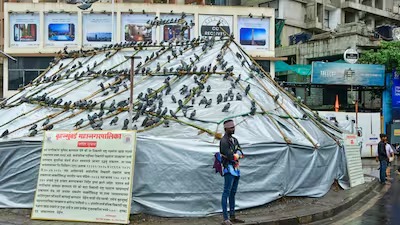 Jain community protests BMC closure of Dadar Kabutarkhana, defies ban to feed pigeons