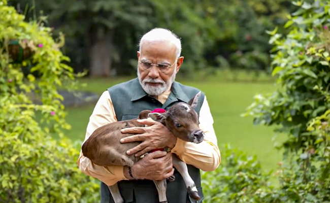 Calf named 'Deepjyoti' -- new resident at PM Modi's 7, Lok Kalyan Marg residence