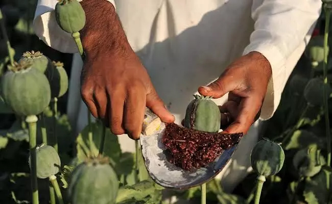 Over 19,000 acres of illegal poppy cultivation destroyed in Manipur since 2017: Report