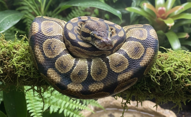 Ball Python rescued from housing society in Mumbai