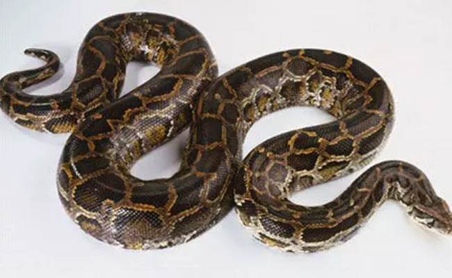 Mumbai: 8-foot-long python rescued from Bandra