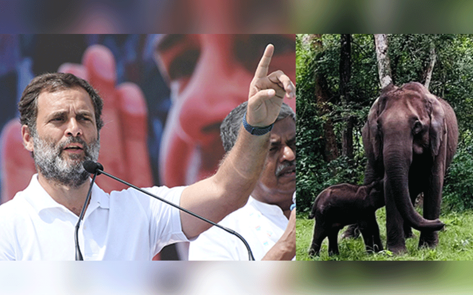 Rahul Gandhi writes to Karnataka CM to save injured baby elephant