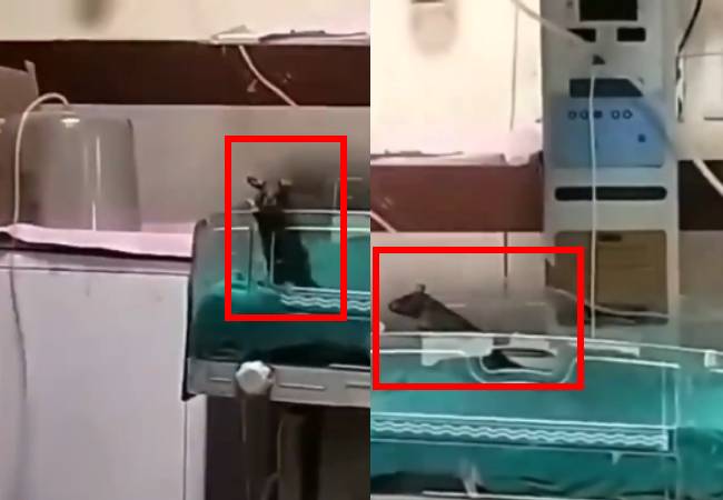 NHRC notice to MP health dept, Indore DM over death of newborn due to 'rat attacks'