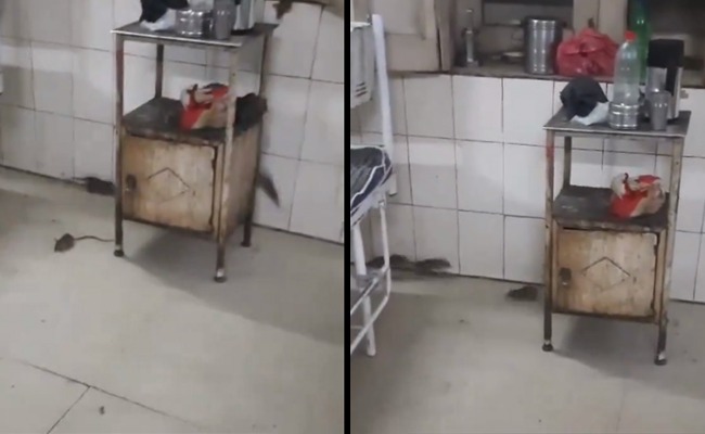 Video shows rats roaming in MP govt hospital; authorities order effective pest control