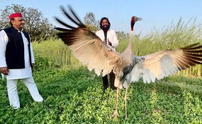 Akhilesh Yadav, Arif not allowed to meet sarus at Kanpur zoo; told bird is in quarantine