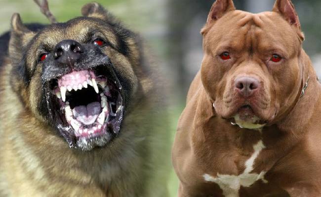 Ban 23 breeds of ferocious dogs: Centre tell states amid deaths due to pet dog attacks