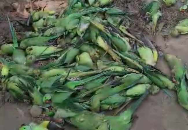200 parrots die of food poisoning in MP's Khargone district