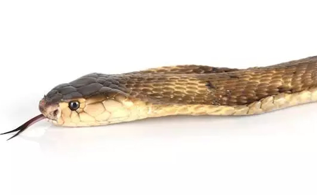 Schoolboy succumbs after one week to snake bite hidden in his school bag