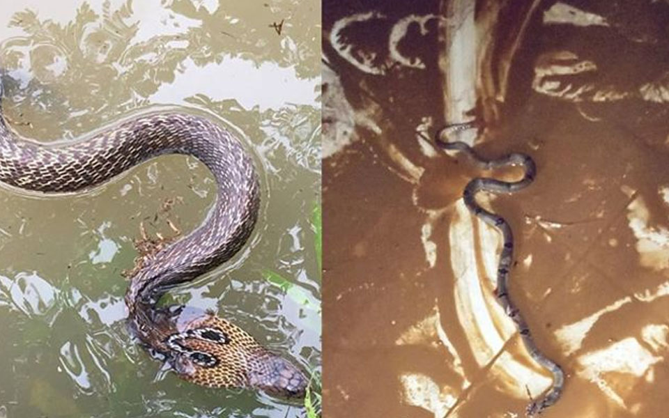 Crocodile, snakes take over Kerala's flooded homes