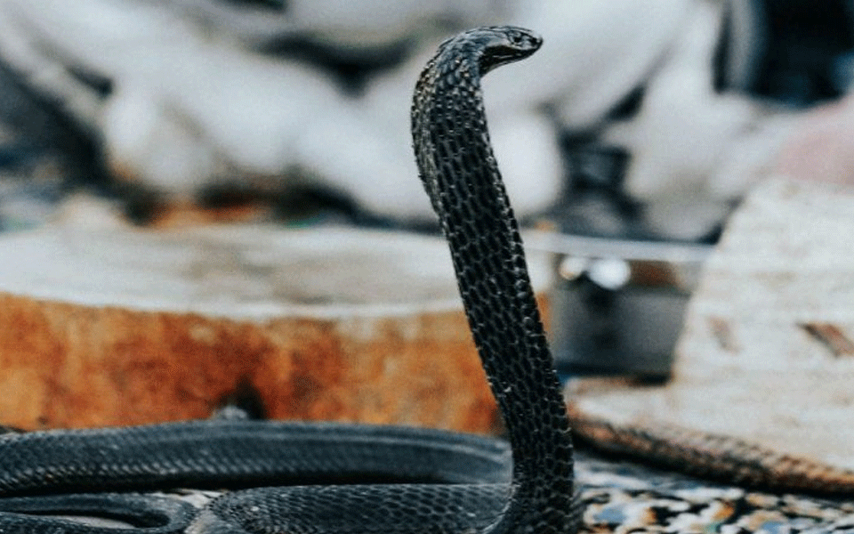 Snake bites to boat mishaps, Uttar Pradesh expands disaster relief list