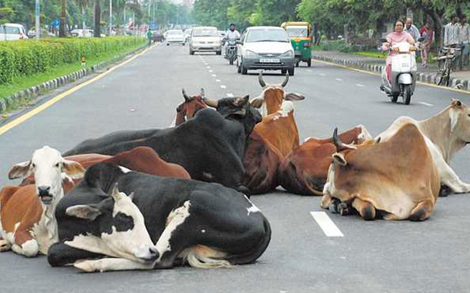 Uttar Pradesh: Owners of stray cattle to face Rs 5,000 penalty