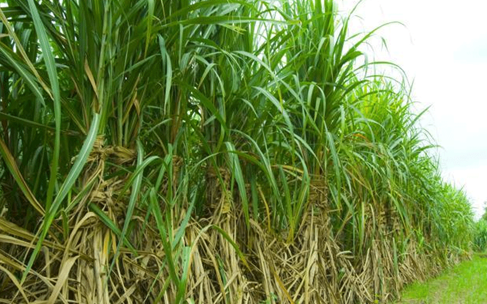 Government increases sugarcane FRP to Rs 275