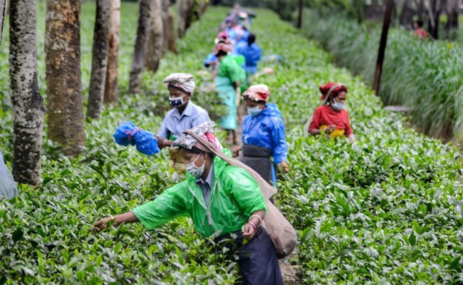 Hike in Assam tea garden workers' daily wage by Rs 30 from Apr 1