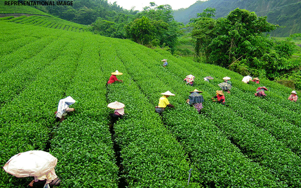 Indian tea industry records highest ever production