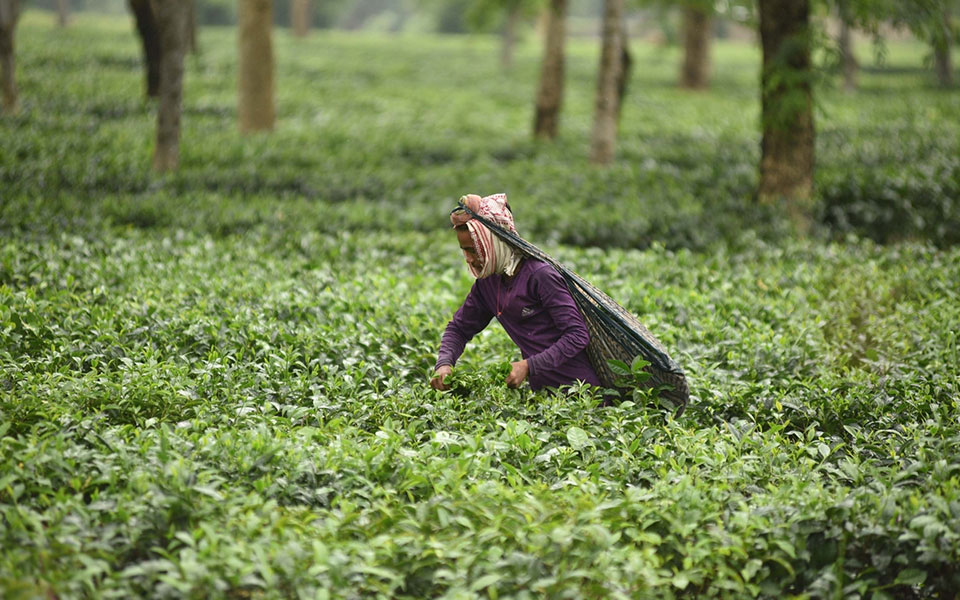 Tea production down 6.7% in July, exports up 6.5% in 7 months