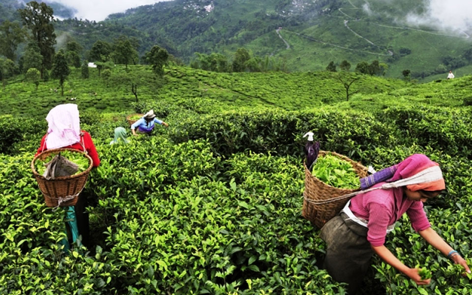 Tea production down by 7.21% in April