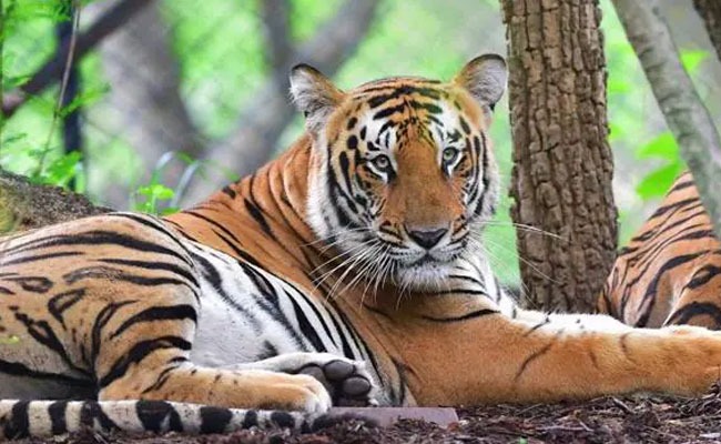 PM Modi To Release Tiger Numbers, Mark 50 Years Of Project Tiger In ...