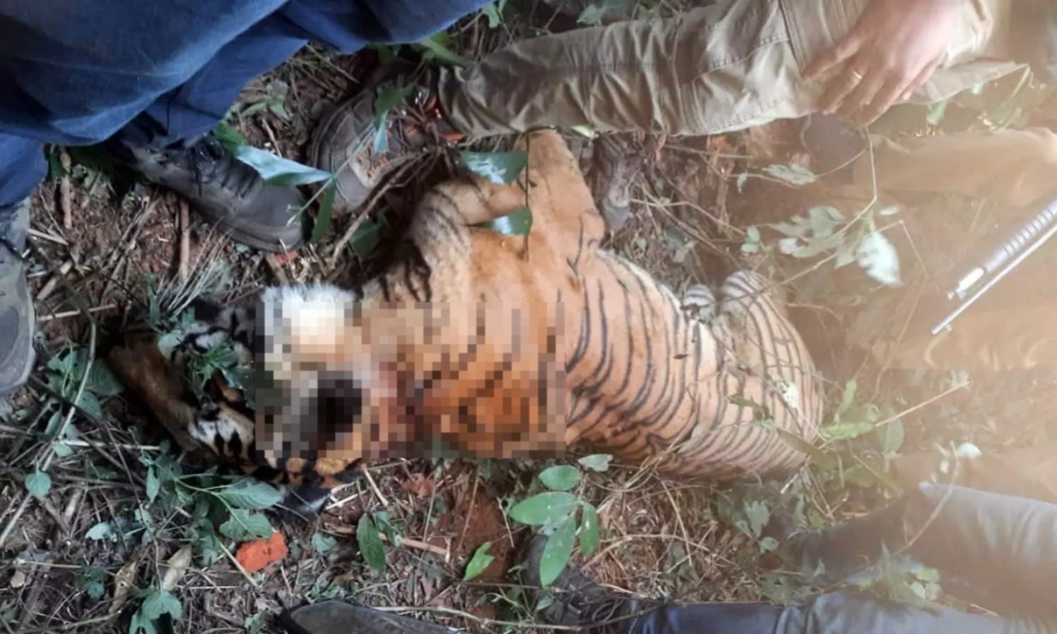 Tigress declared ‘man-eater’ found dead in Wayanad