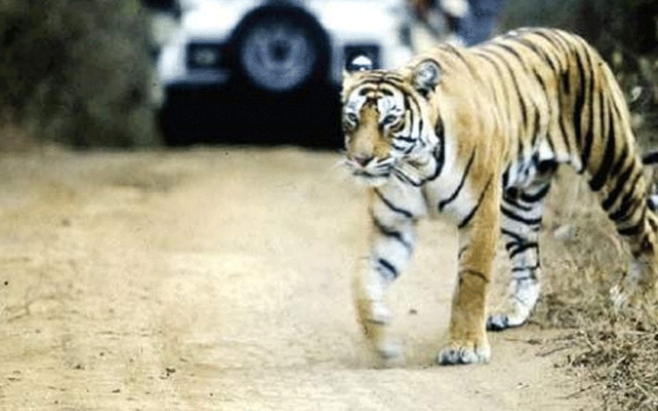 tiger chases tourist vehicle